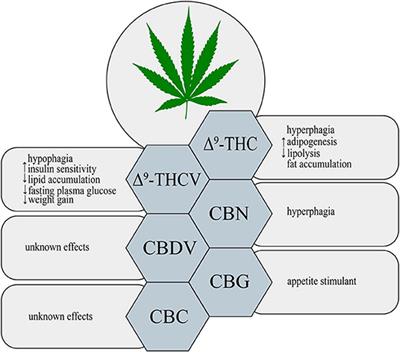 Frontiers | Phytocannabinoids: Useful Drugs For The Treatment Of ...